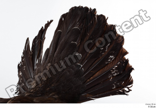 Western capercaillie tail 0002.jpg